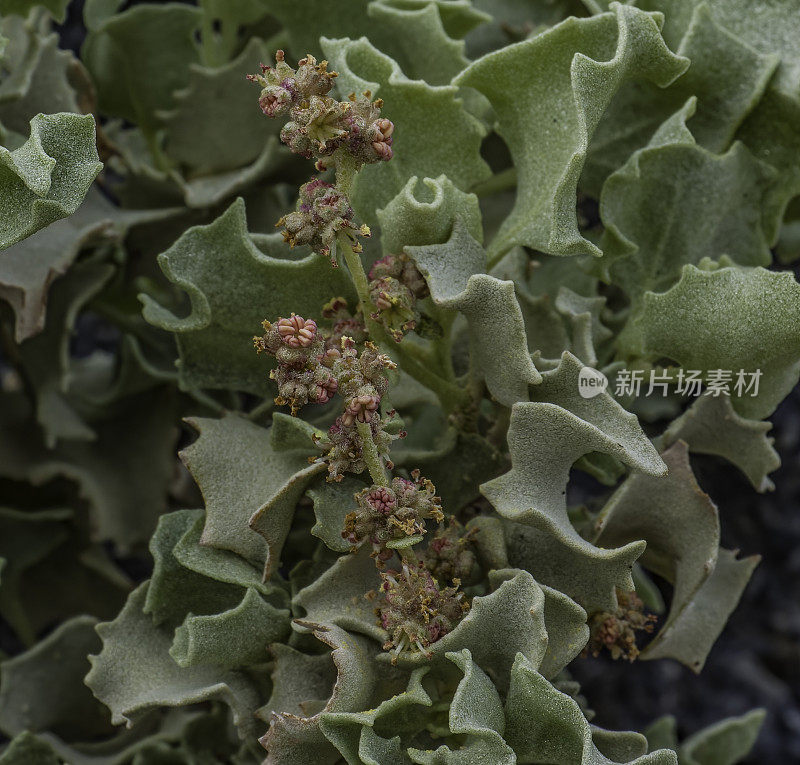 Atriplex hymenelytra，或沙漠冬青，是银白色灰色的灌木，苋科，原产于美国西南部的沙漠，在加州的死亡谷国家公园发现。苋科。